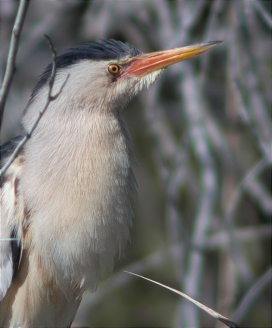 Mascle de Martinet menut (Ixobrychus minutus)