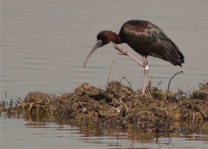 Capó reial (Plegadis falcinellus)