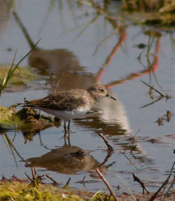 Territ de Temminck (Calidris temminckii)