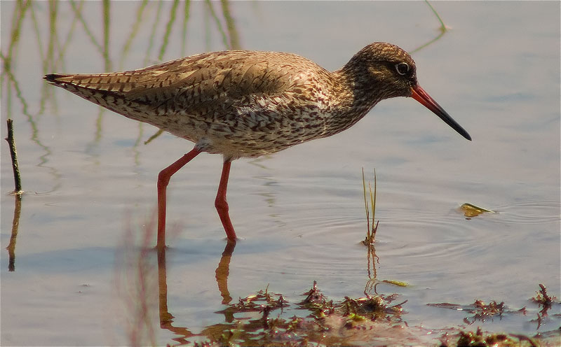 Gamba roja vulgar (Tringa totanus)