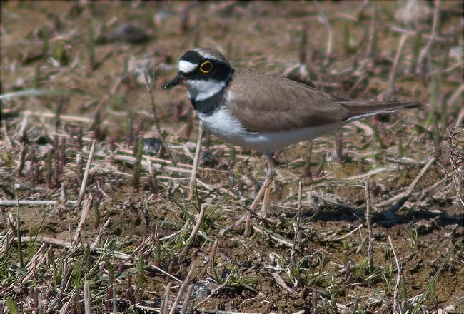 Corriol petit (Charadrius dubius)