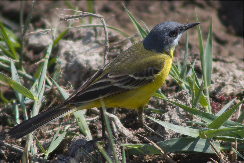 Cuereta groga (Motacilla flava) 1/2