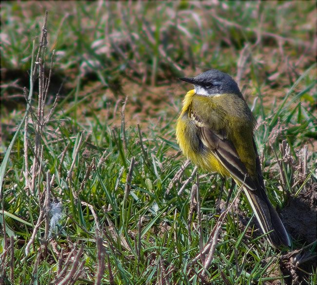 Cuereta groga (Motacilla flava) 2/2