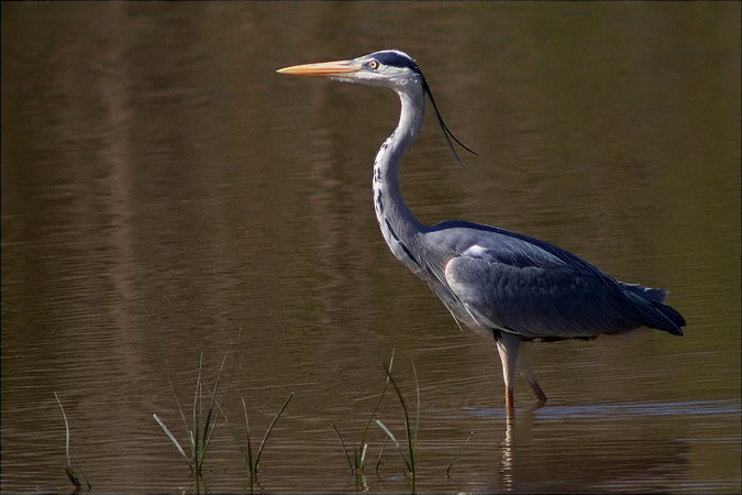 Bernat pescaire (Ardea cinerea) 1/2