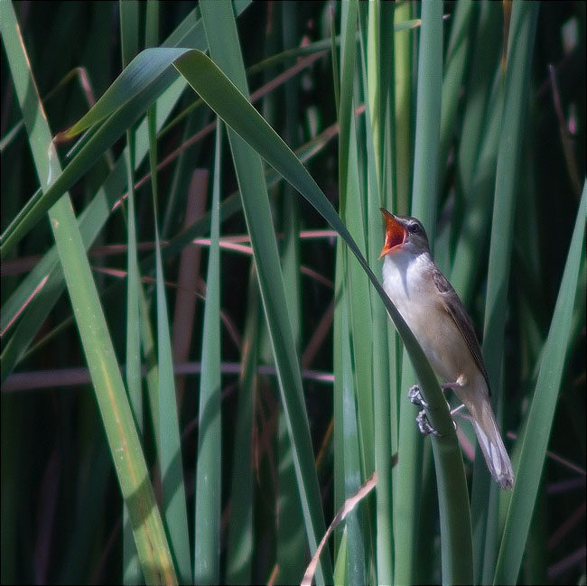 Balquer (Acrocephalus arundinaceus)