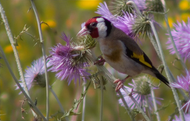 Cadernera (Carduelis carduelis)