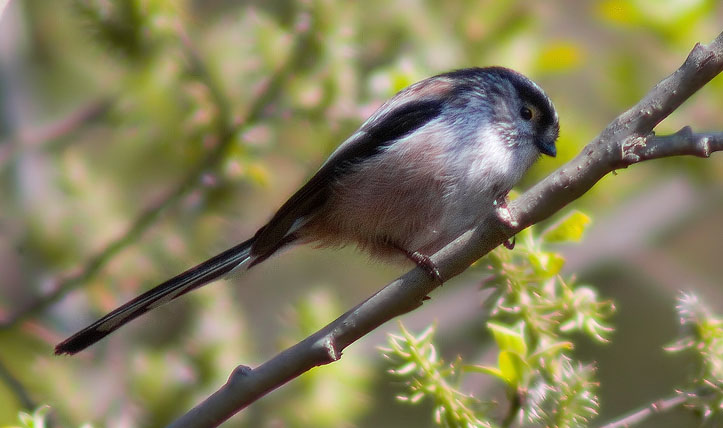 Mallerenga cuallarga (Aegithalos caudatus)