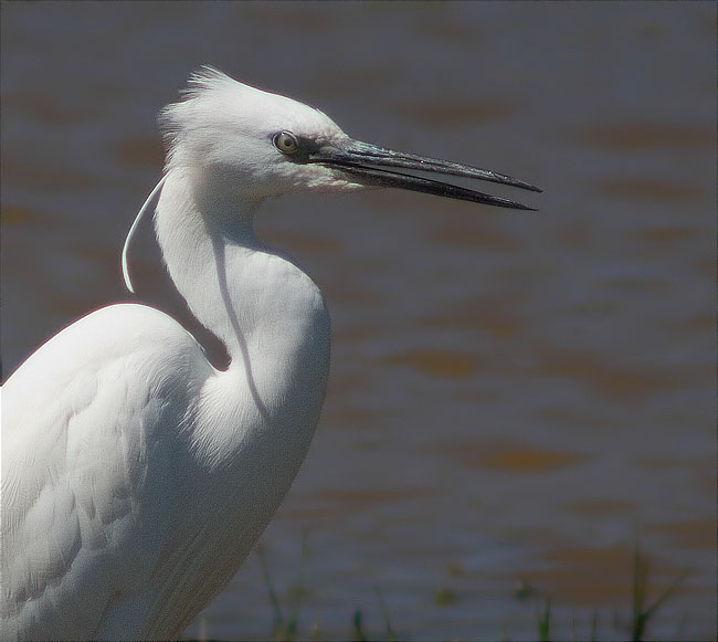 Martinet blanc (Egretta garzetta)