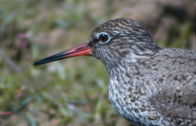 Gamba roja vulgar (Tringa totanus)