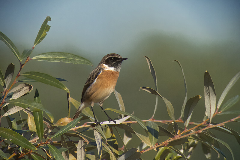 Bitxac comú (Saxicola torquatus).