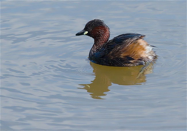 Cabusset (Tachybaptus ruficollis)