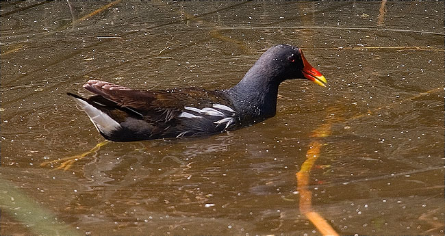 Polla d'aigua (Gallinula chloropus)