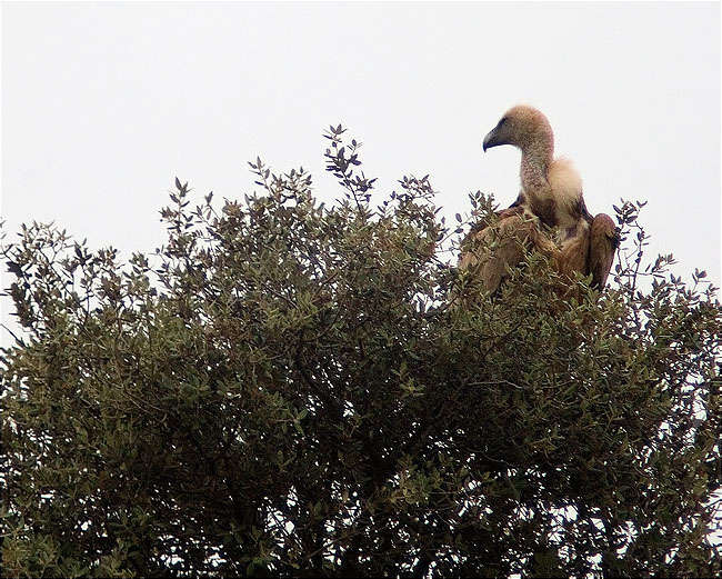 Voltor (Gyps fulvus) de vigilància