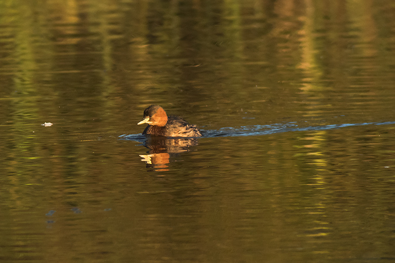 Cabusset (Tachybaptus ruficollis)