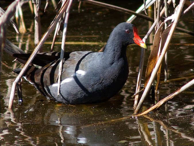 Polla d'aigua (Gallinuga chloropus)