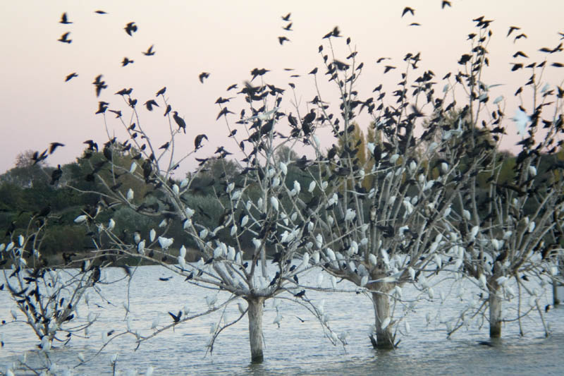 Anant a dormir a l'estany d'Ivars, espectacle impressionant i inesperat