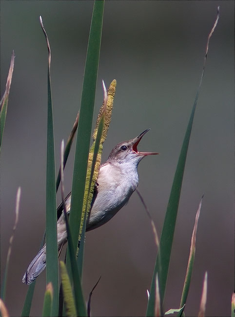 Balquer (Acrocephalus arundinaceus) 1/3