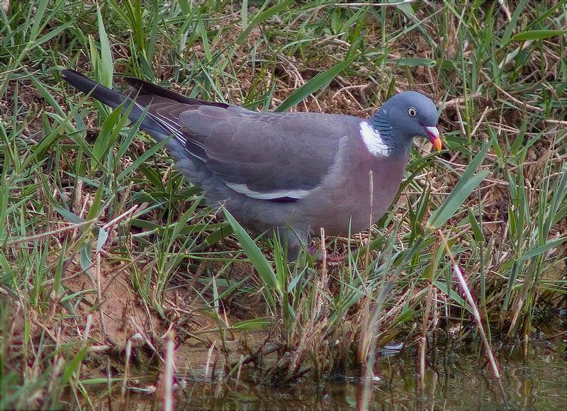 Tudó (Columba palumbus)