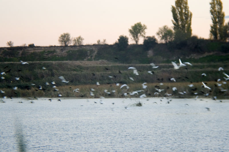 Ardeids buscant lloc per dormir