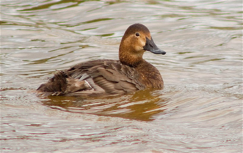 Morell de cap-roig (Aythya ferina)