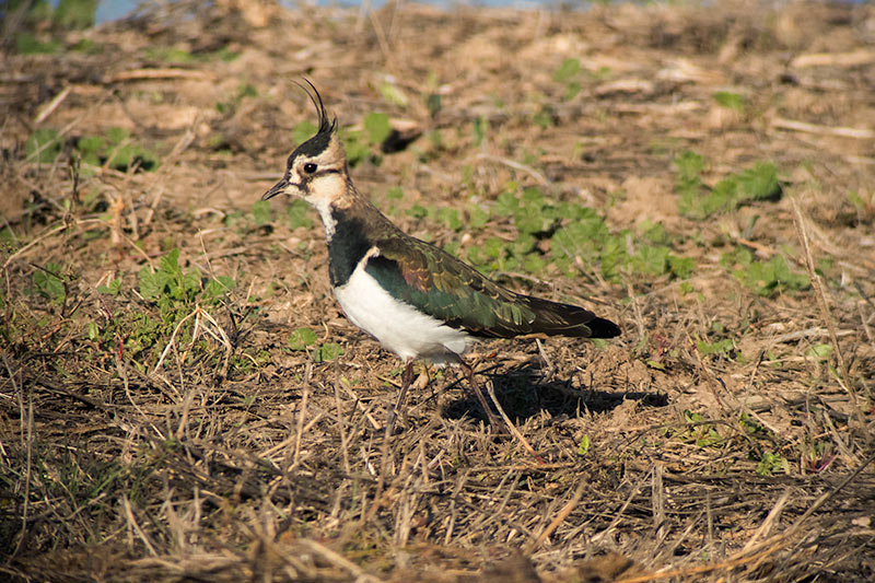 Fredeluga (Vanellus vanellus)