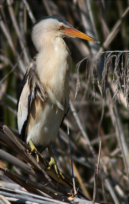 Mascle de Martinet menut (Ixobrychus minutus)