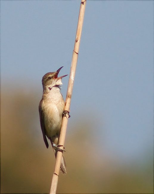 Balquer (Acrocephalus arundinaceus) 3/3