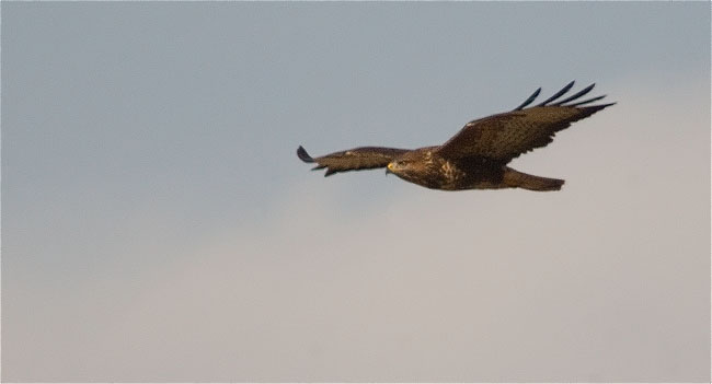 Aligot (Buteo buteo)