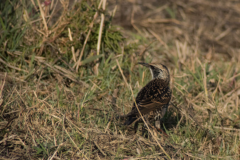 Estornell vulgar (Sturnus vulgaris)