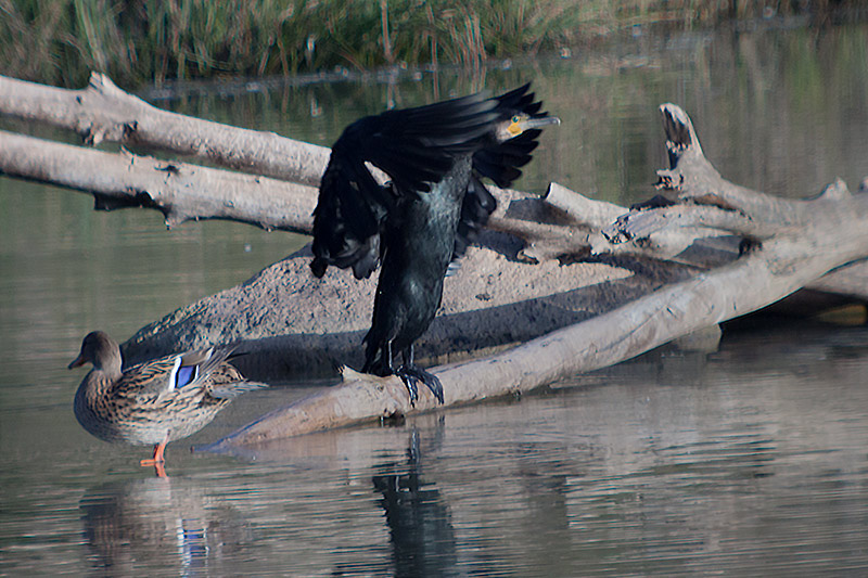 Corb marí (Phalacrocorax carbo)