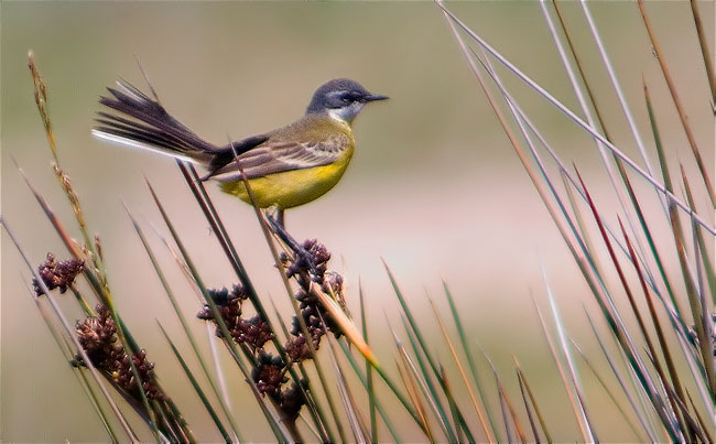 Cuereta groga (Motacilla flava)