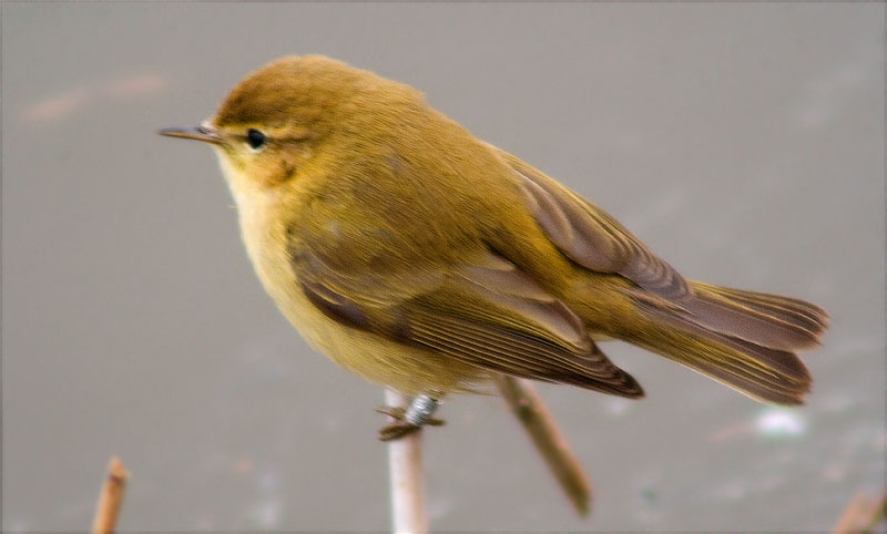 Mosquiter comú (Phylloscopus collybita)