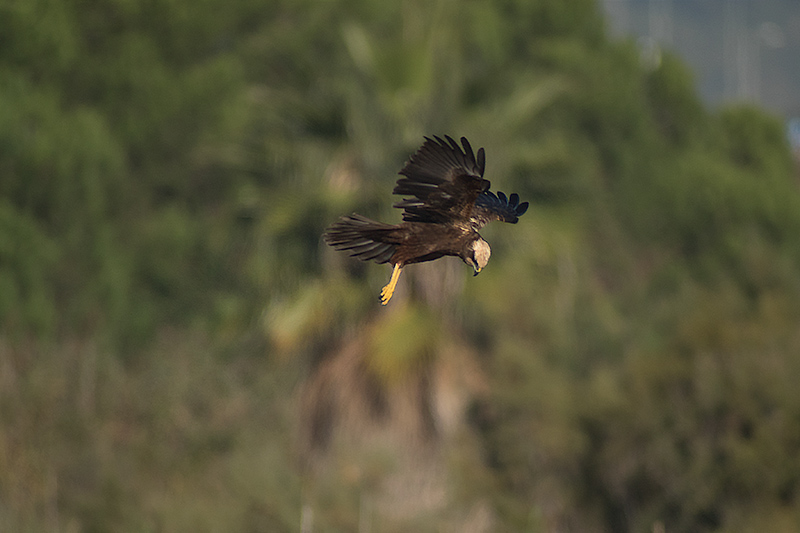 Arpella vulgar (Circus aeruginosus)