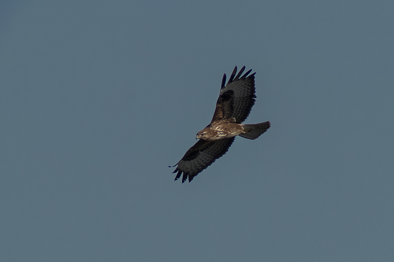 Aligot comú (Buteo buteo)