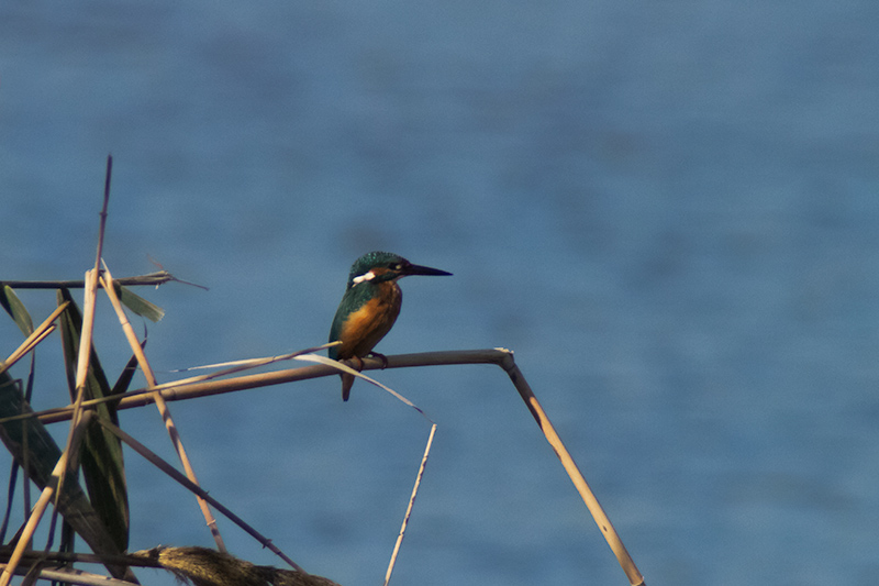 Blauet. Alcedo atthis