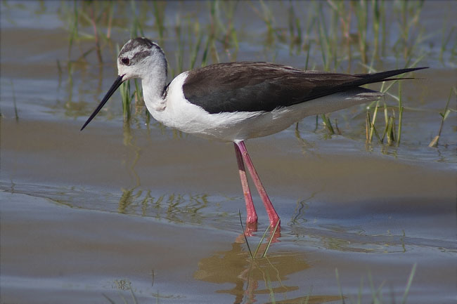 Cames llargues (Himantopus himantopus) 1/2