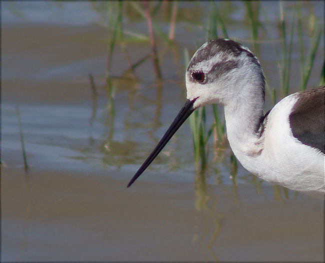 Cames llargues (Himantopus himantopus) 2/2