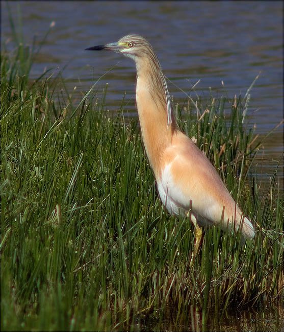 Martinet ros (Ardeola ralloides)