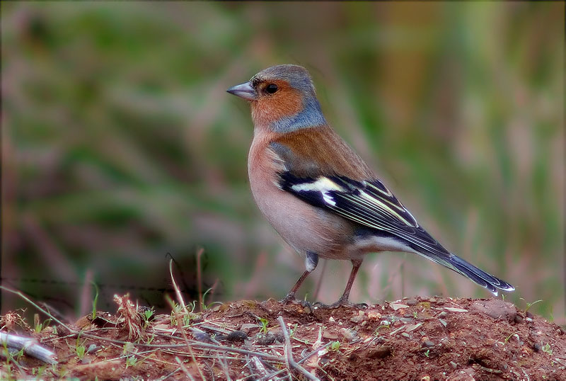 Mascle de Pinsà comú (Fringilla coelebs)