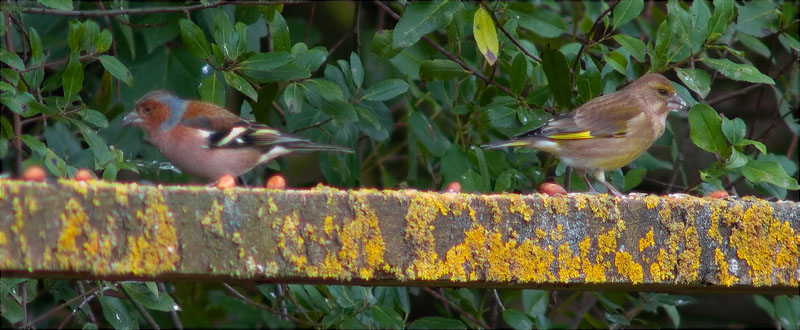 Verdum (carduelis chloris) i mascle de Pinsà comú (Fringilla coelebs)