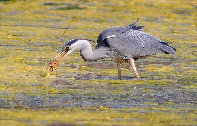 Bernat pescaire (Ardea cinerea) 2/3