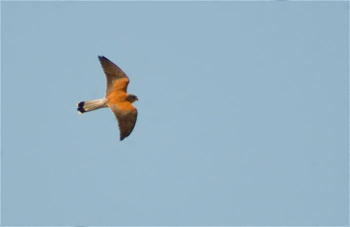 Mascle de Xoriguer petit (Falco naumanni)