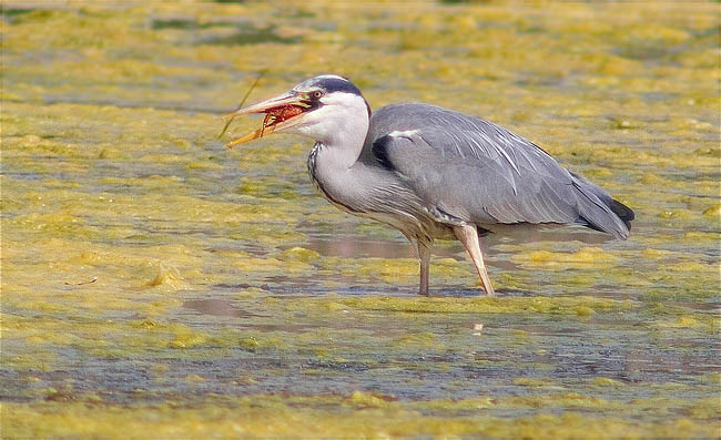 Bernat pescaire (Ardea cinerea) 3/3