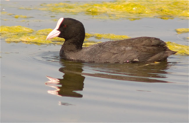 Fotja (Fulica atra)