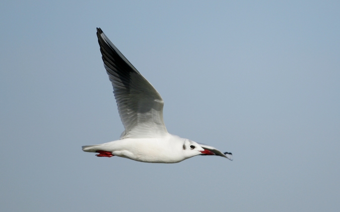 Gaviota reidora