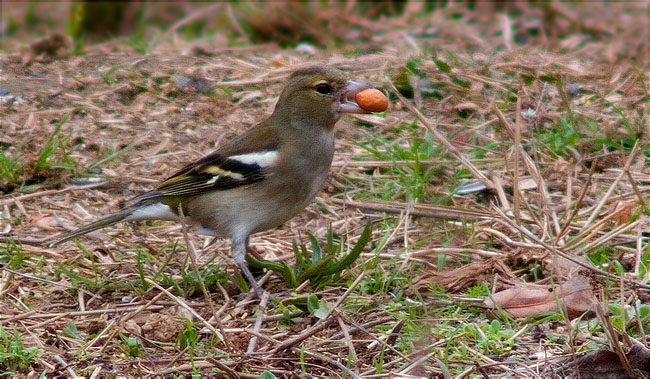 Femella de Pinsà comú (Fringilla coelebs)