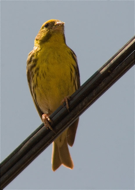 Gafarró (Serinus serinus)