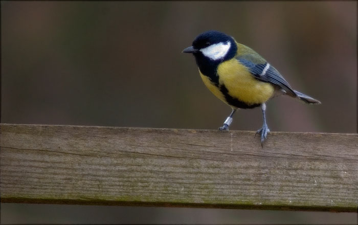 Mallerenga carbonera (Parus major)