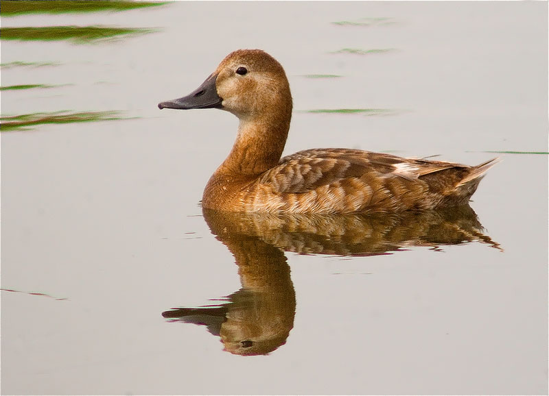 Femella de Morell de cap-roig (Aythya ferina)