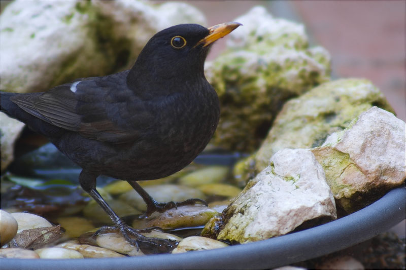 Mascle jove de Merla (Turdus merula) 1/2